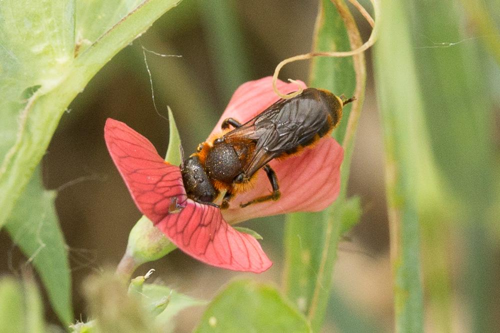  Osmia rufohirta Latreille, 1811