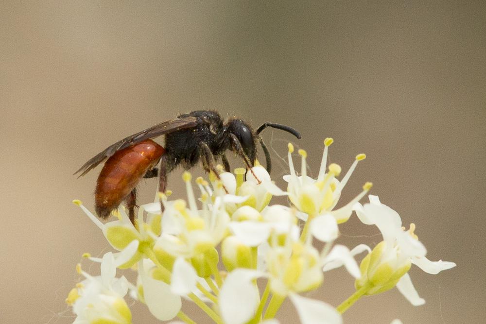 Sphecodes ruficrus (Erichson, 1835)