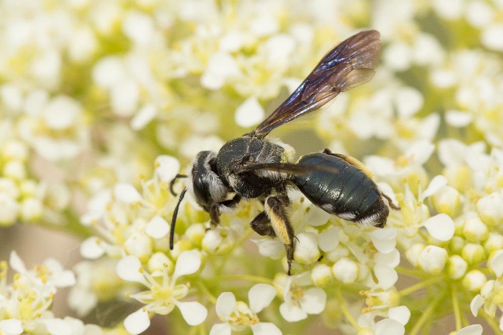 Andrena asperrima Pérez, 1895