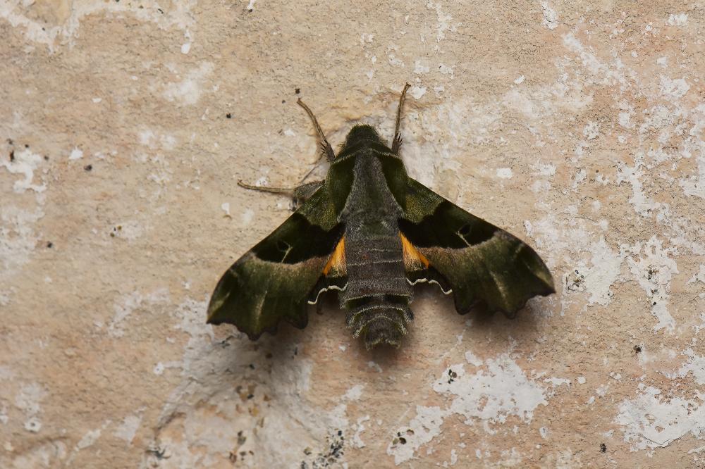 Sphinx de l'Épilobe (Le), Sphinx de l'Oenothère (L Proserpinus proserpina (Pallas, 1772)