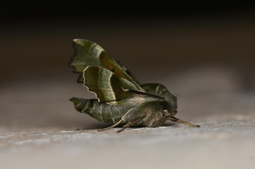 Sphinx de l'Épilobe (Le), Sphinx de l'Oenothère (L Proserpinus proserpina (Pallas, 1772)