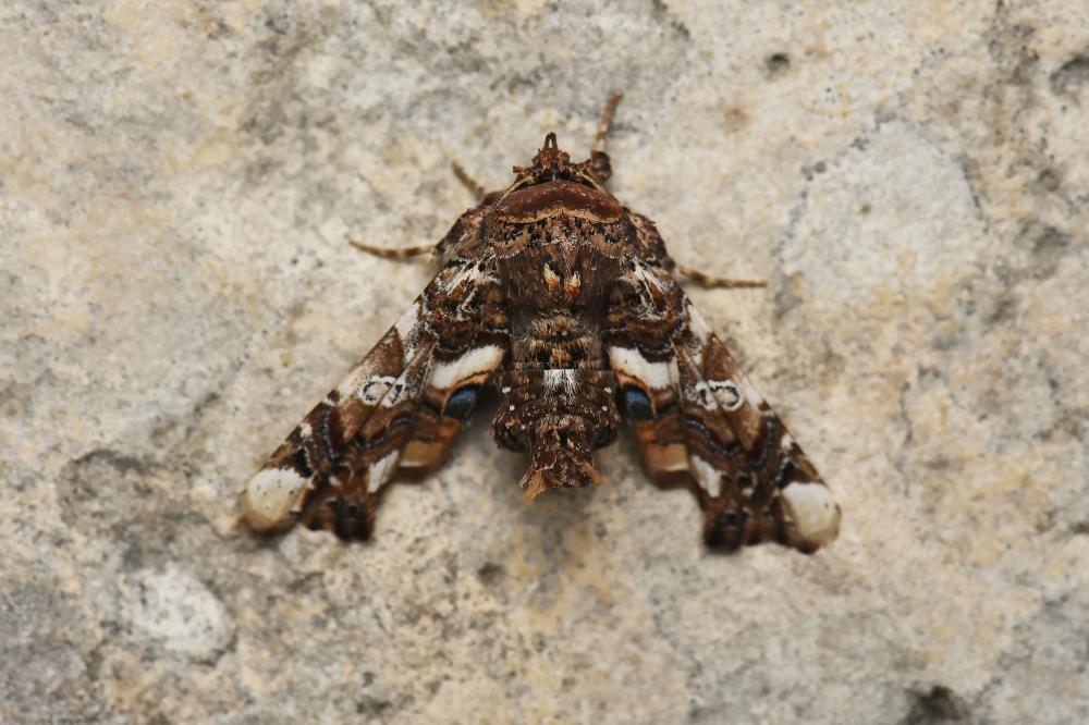 Noctuelle adulatrice (La) Eutelia adulatrix (Hübner, 1813)