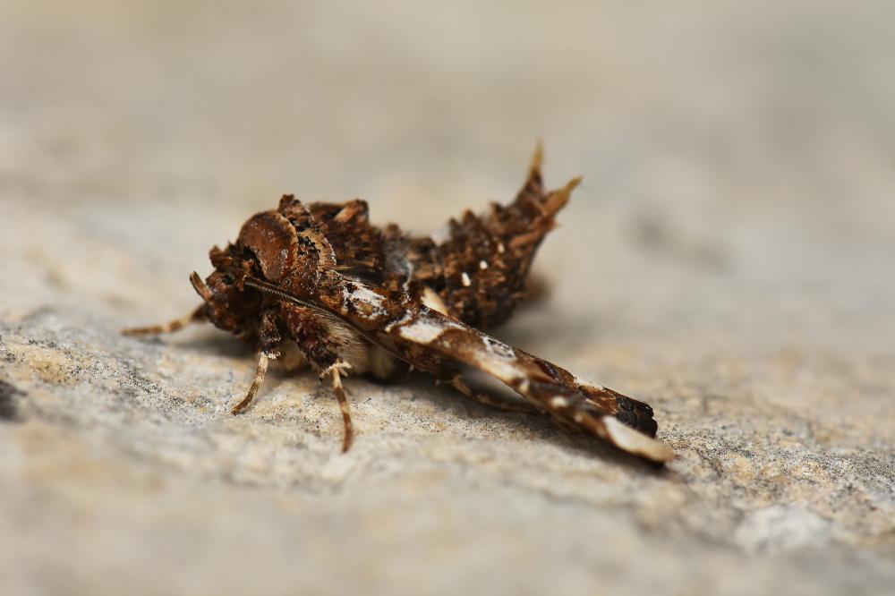 Noctuelle adulatrice (La) Eutelia adulatrix (Hübner, 1813)