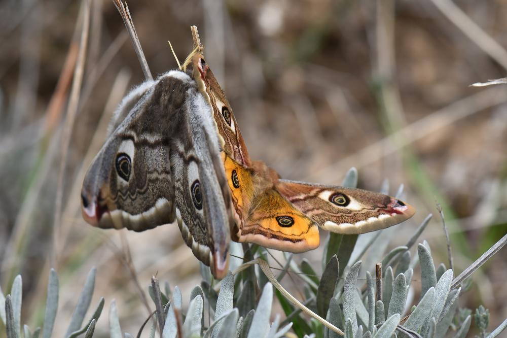 Petit Paon de Nuit (Le) Saturnia pavonia (Linnaeus, 1758)