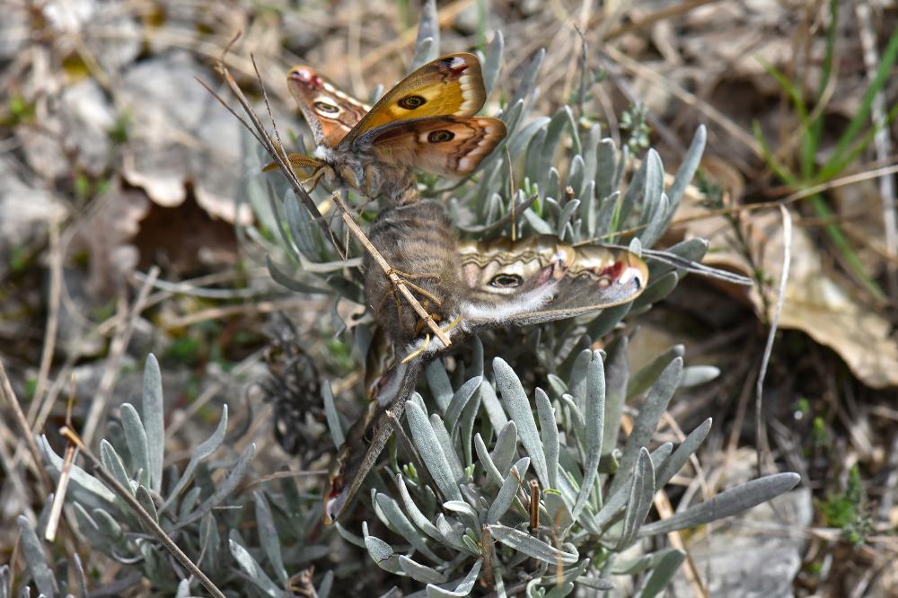 Petit Paon de Nuit (Le) Saturnia pavonia (Linnaeus, 1758)