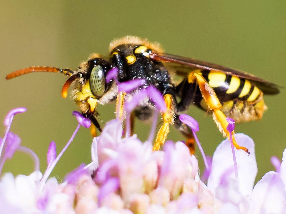 Nomada nobilis Herrich-Schäffer, 1839