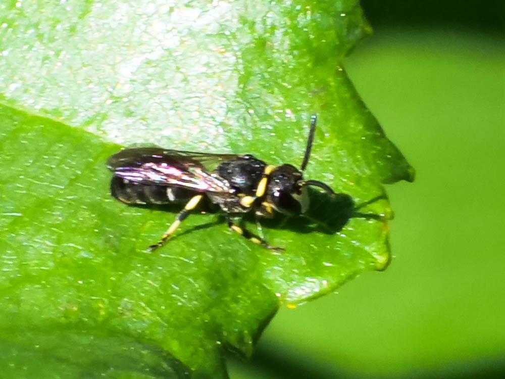 Hylaeus Fabricius, 1793