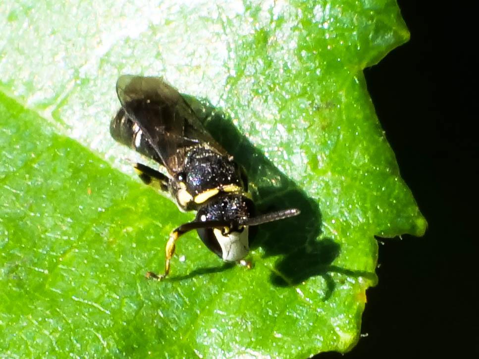 Hylaeus Fabricius, 1793