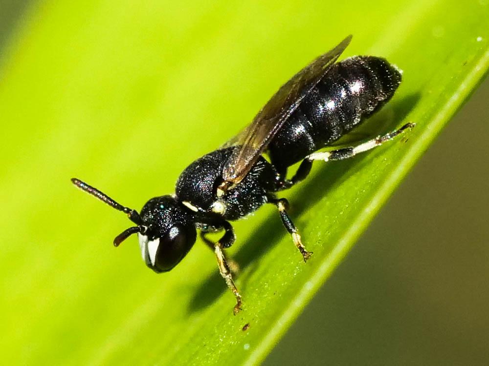  Hylaeus Fabricius, 1793