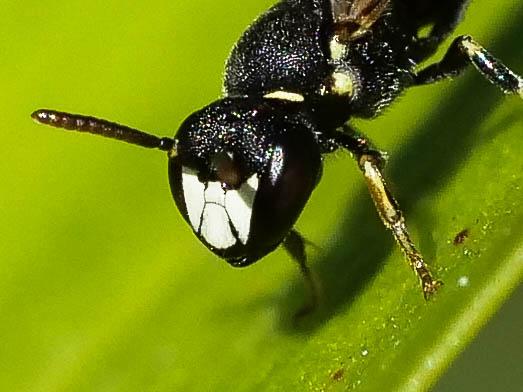 Hylaeus Fabricius, 1793