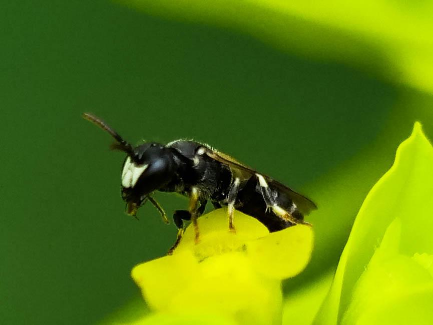  Hylaeus Fabricius, 1793