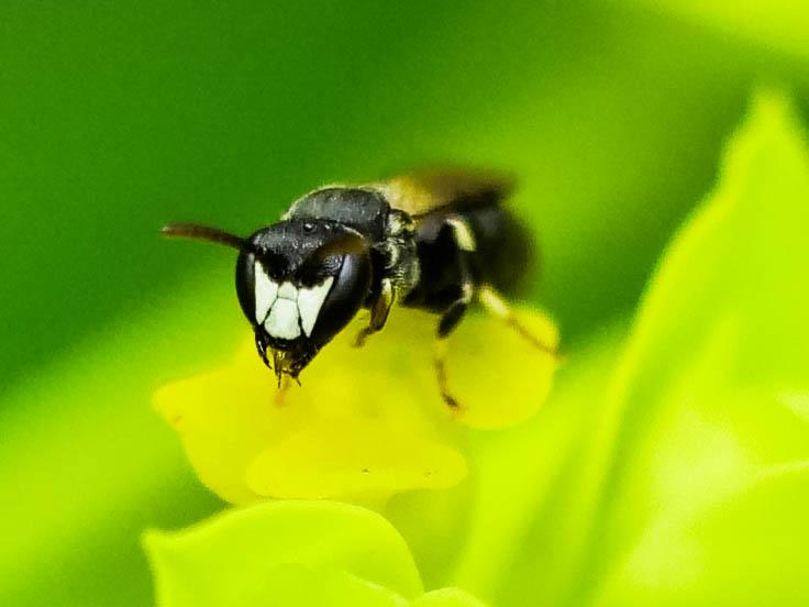 Hylaeus Fabricius, 1793