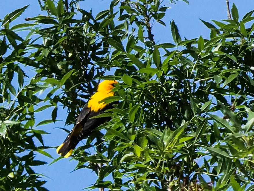 Loriot d'Europe, Loriot jaune Oriolus oriolus (Linnaeus, 1758)