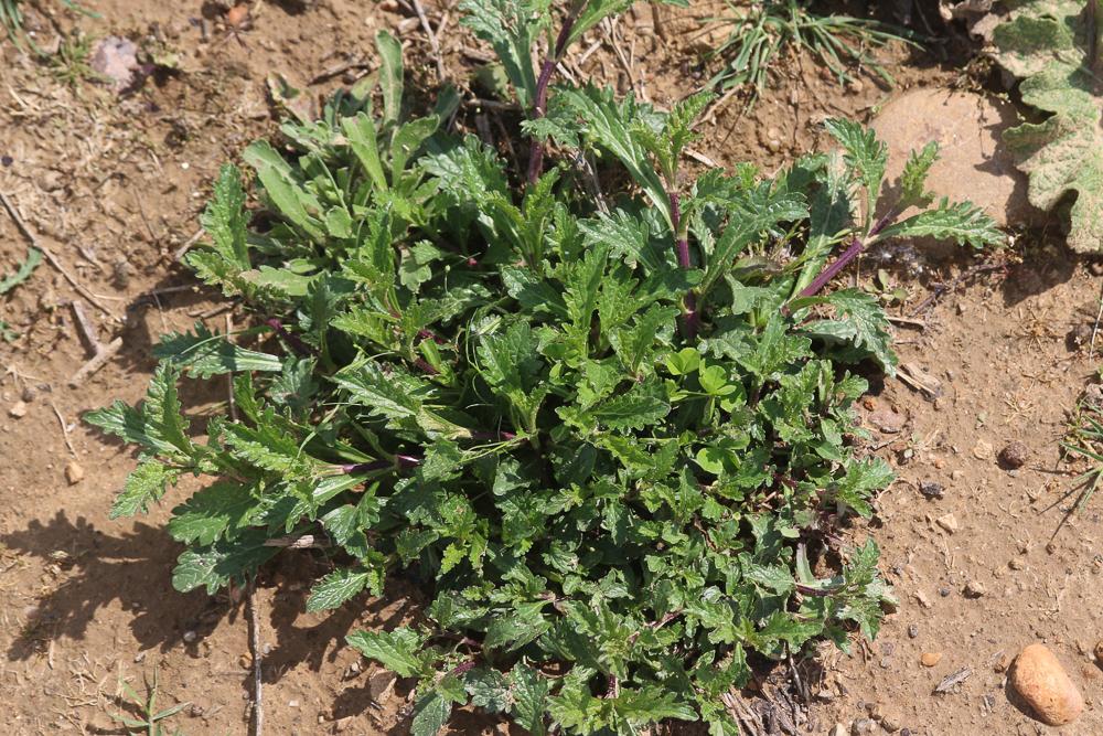 Verveine officinale Verbena officinalis L., 1753