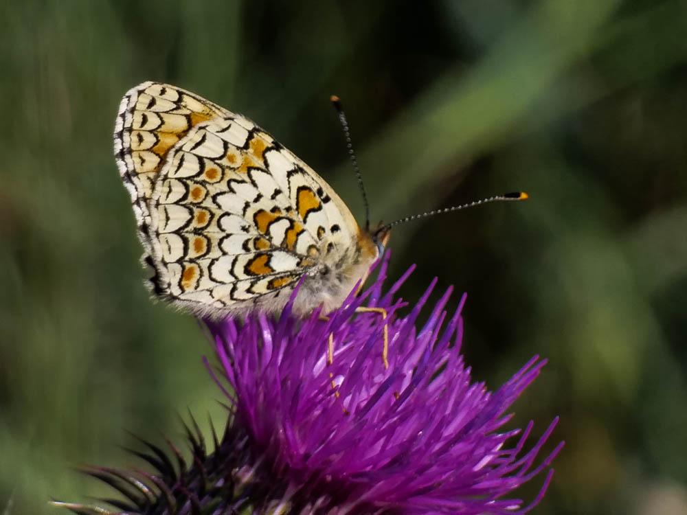Mélitée des Centaurées (La), Grand Damier (Le) Melitaea phoebe (Denis & Schiffermüller, 1775)