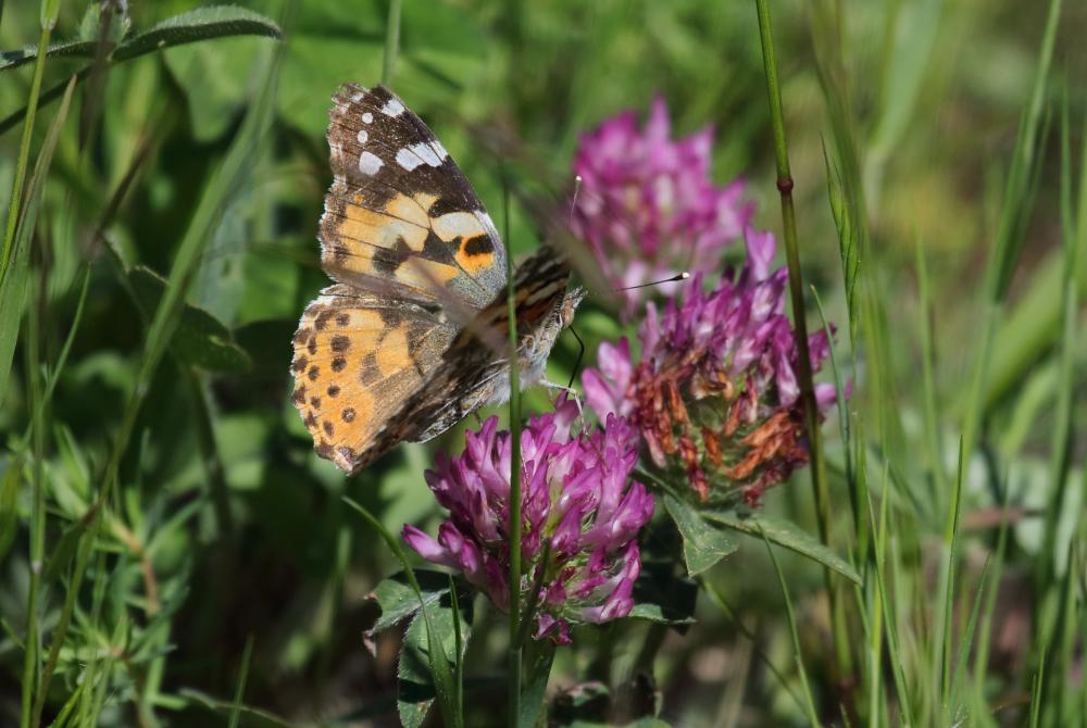 Vanesse des Chardons (La), Belle-Dame (La), Vaness Vanessa cardui (Linnaeus, 1758)