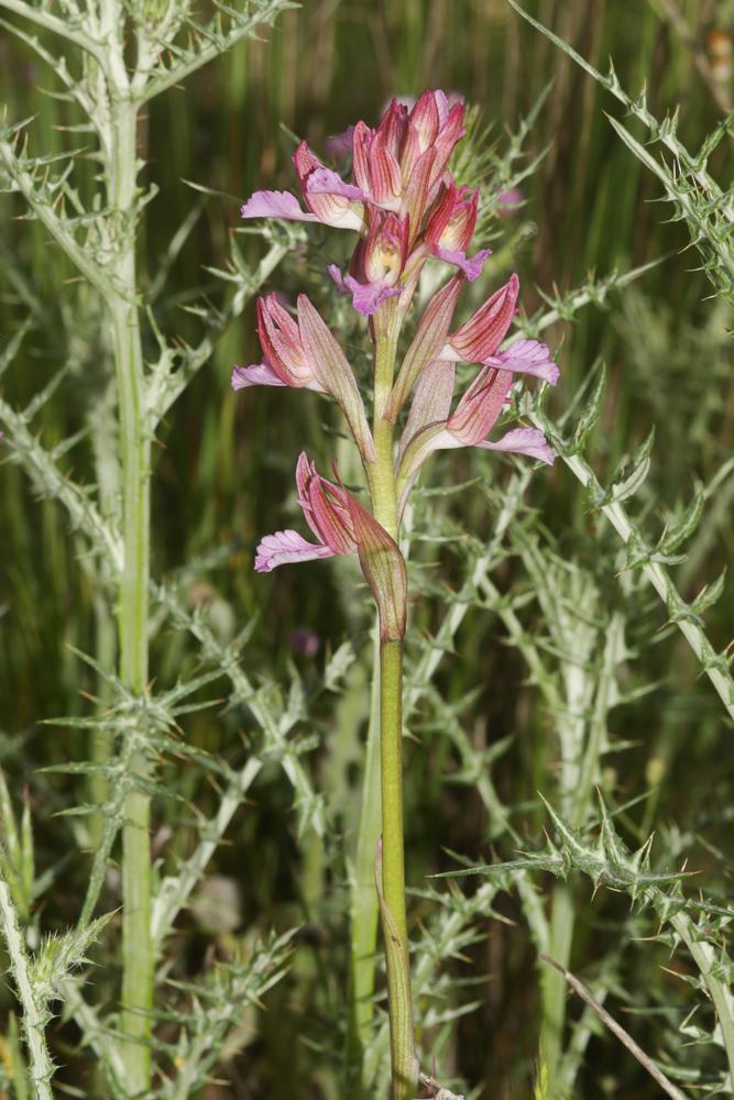 Orchis papillon Anacamptis papilionacea (L.) R.M.Bateman, Pridgeon & M.W.Chase, 1997