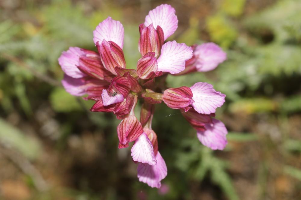 Orchis papillon Anacamptis papilionacea (L.) R.M.Bateman, Pridgeon & M.W.Chase, 1997