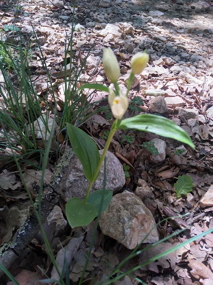 Céphalanthère à grandes fleurs, Helléborine blanch Cephalanthera damasonium (Mill.) Druce, 1906
