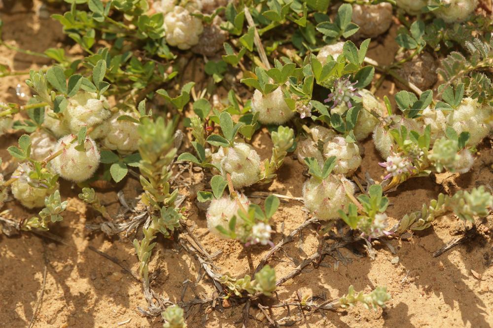 Trèle tomenteux, Trèfle cotonneux Trifolium tomentosum L., 1753