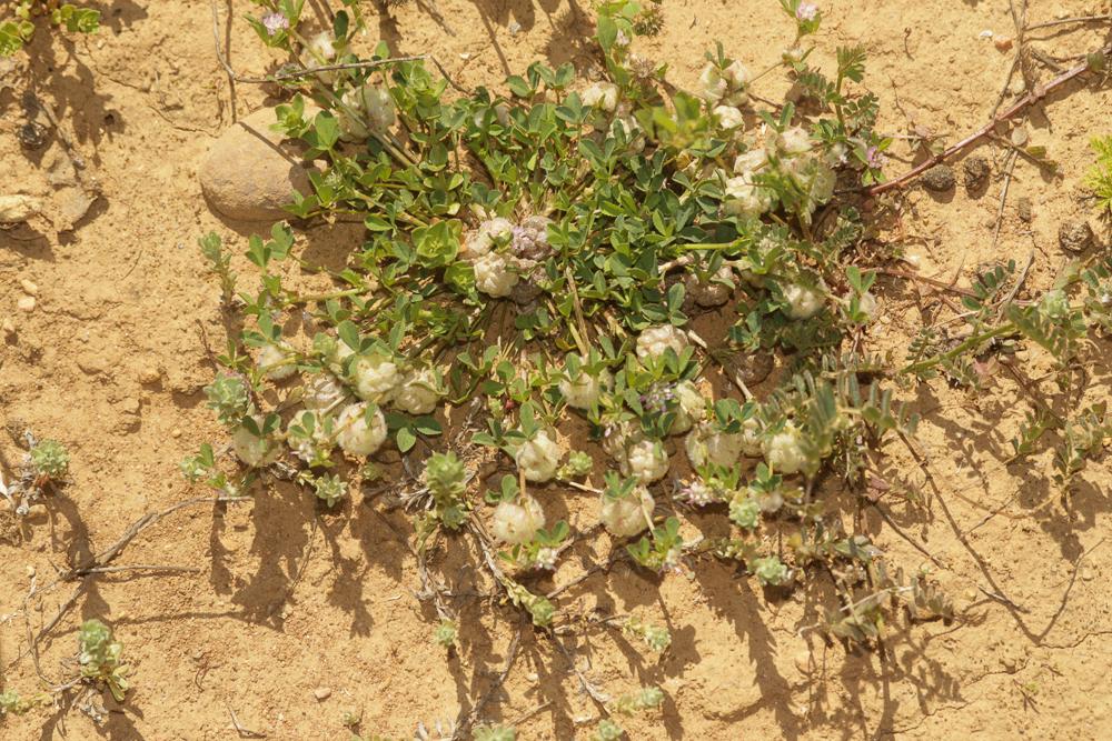 Trèle tomenteux, Trèfle cotonneux Trifolium tomentosum L., 1753