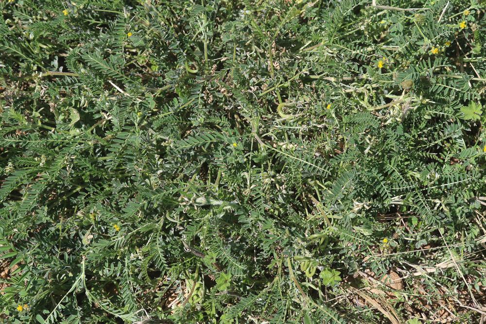 Astragale à gousses en hameçon Astragalus hamosus L., 1753
