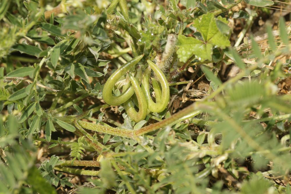 Astragale à gousses en hameçon Astragalus hamosus L., 1753