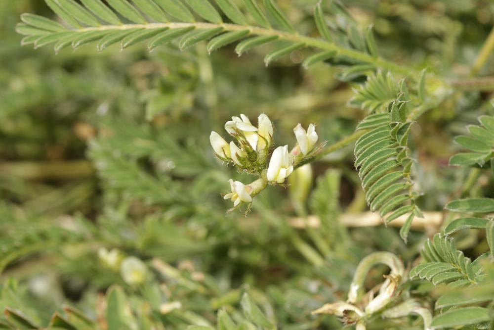 Astragale à gousses en hameçon Astragalus hamosus L., 1753