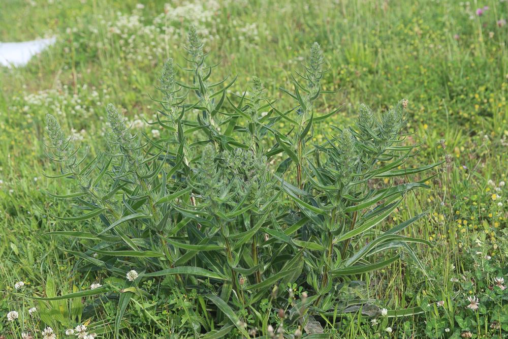Vipérine d'Italie, Vipérine des Albères Echium italicum L., 1753