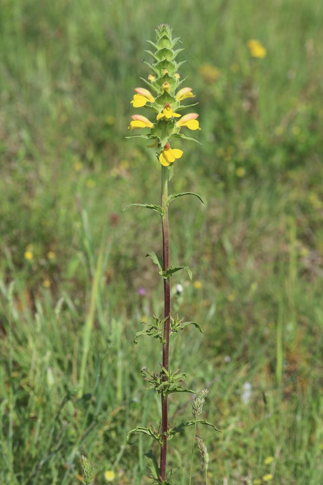 Bellardie, Bartsie trixago, Bellardie Germandrée Bartsia trixago L., 1753
