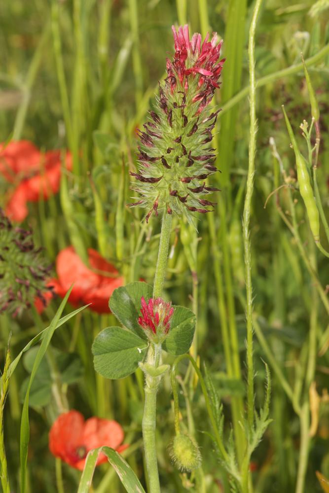 Farouche Trifolium incarnatum var. incarnatum L., 1753