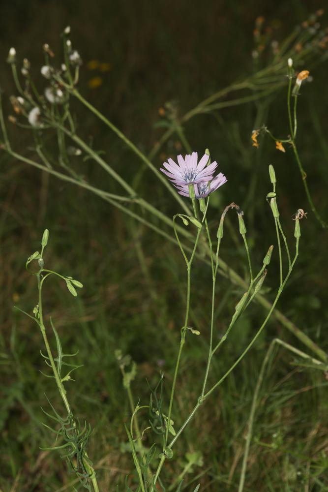 La Laitue vivace, Lâche Lactuca perennis L., 1753