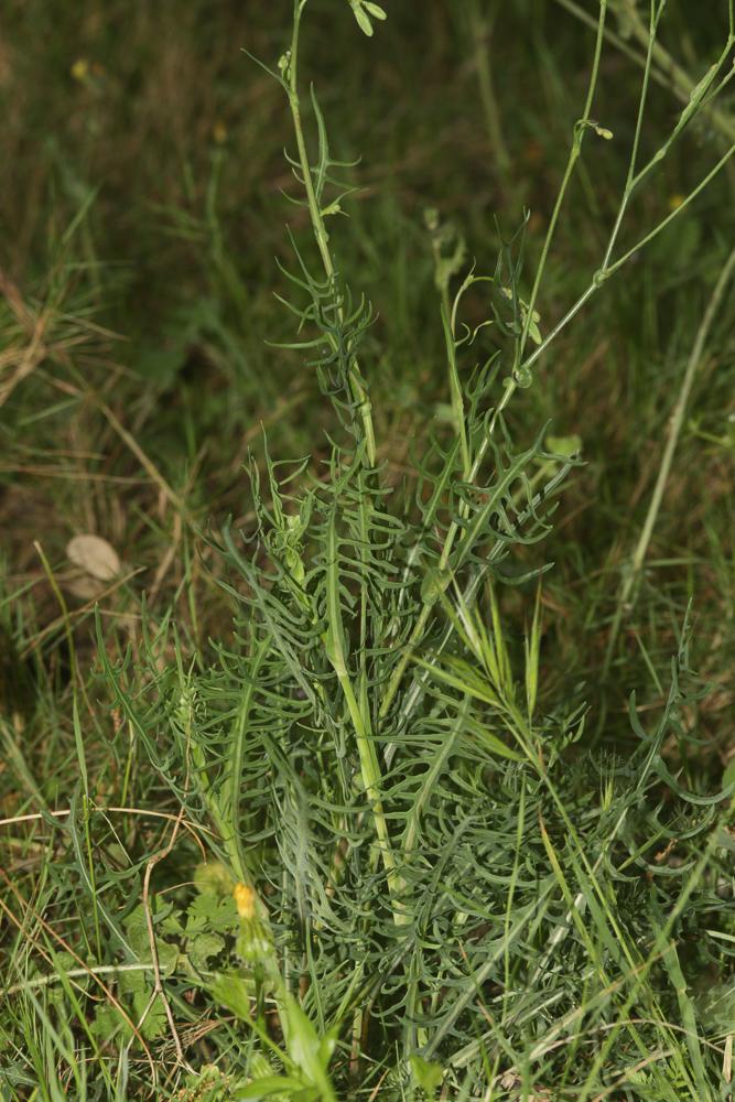 Laitue vivace, Lâche Lactuca perennis L., 1753