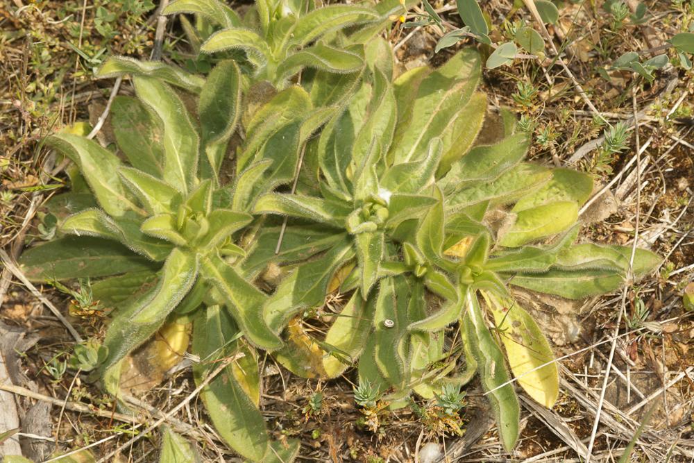 Pallénis épineux Pallenis spinosa (L.) Cass., 1825