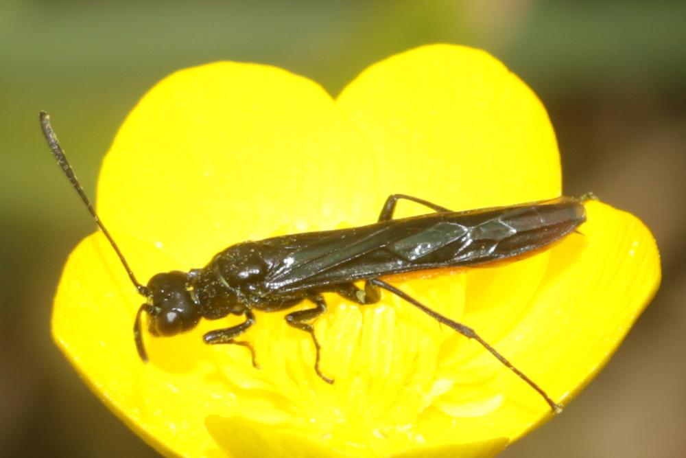 Calameuta pygmaea (Poda, 1761)