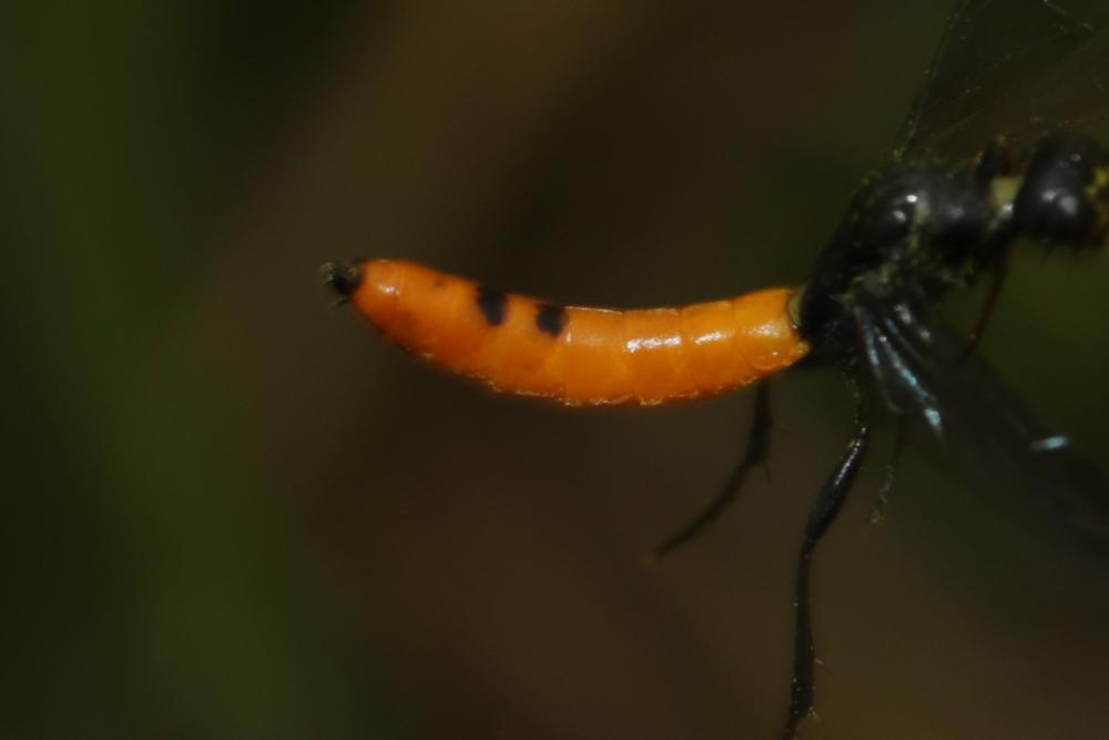 Calameuta pygmaea (Poda, 1761)