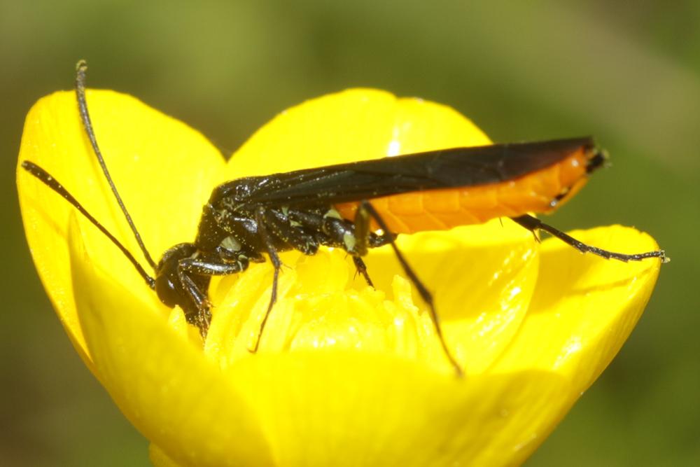 Calameuta pygmaea (Poda, 1761)