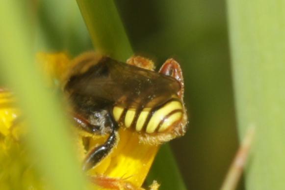Nomada basalis Herrich-Schäffer, 1839