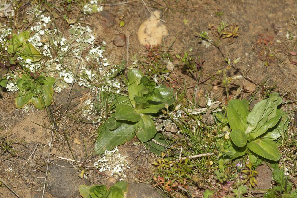 Petite centaurée commune, Erythrée Centaurium erythraea Rafn, 1800