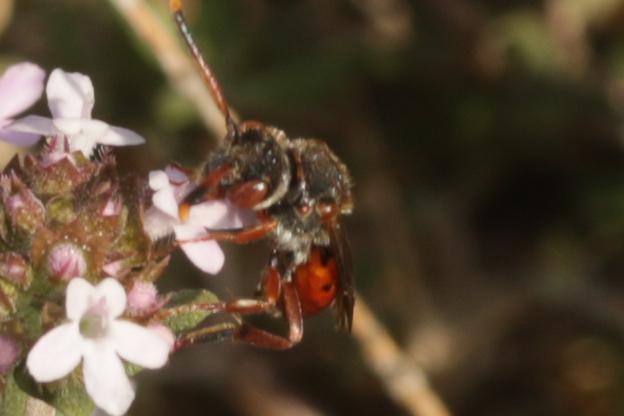 Nomada carnifex Mocsáry, 1883