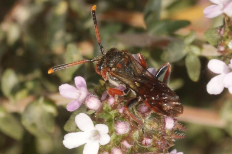  Nomada carnifex Mocsáry, 1883