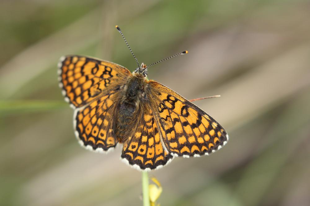 Mélitée du Plantain (La), Déesse à ceinturons (La) Melitaea cinxia (Linnaeus, 1758)