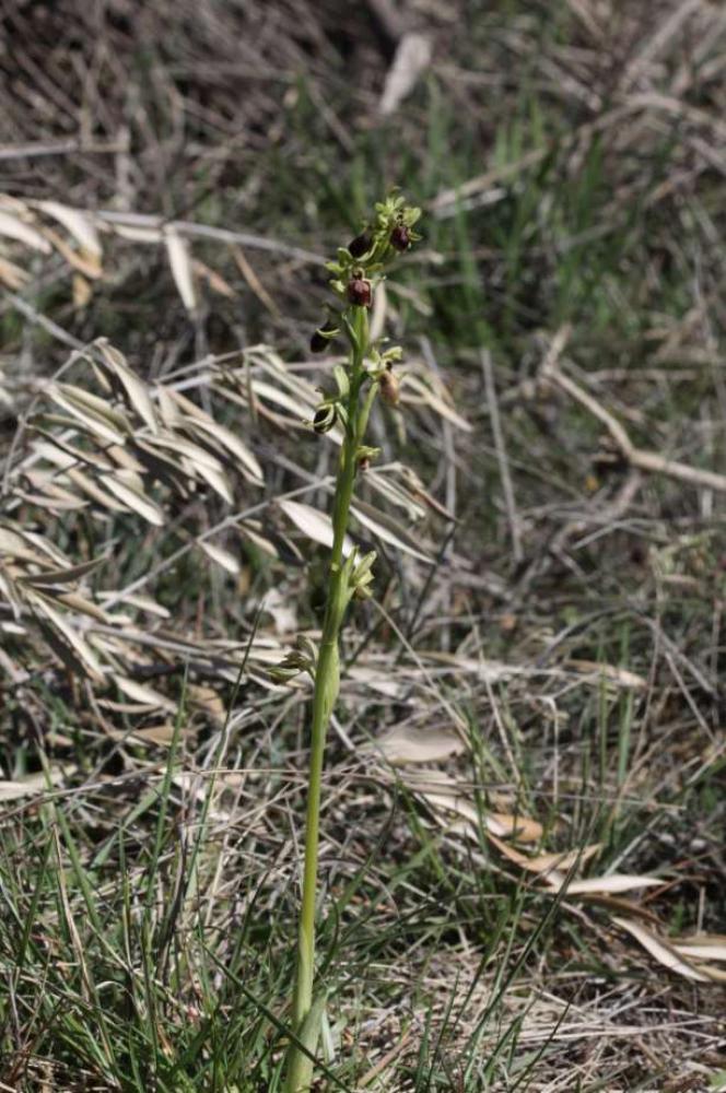 Ophrys L., 1753