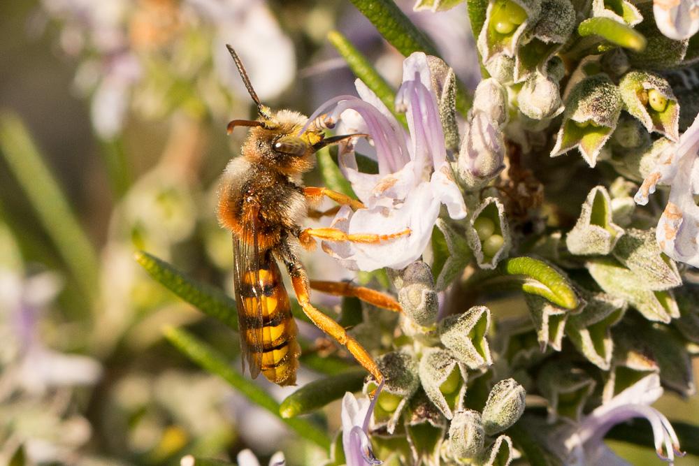  Nomada agrestis Fabricius, 1787