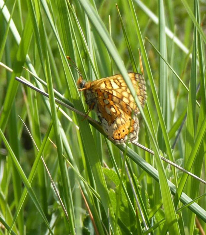 Damier de la Succise (Le), Artémis (L'), Damier pr Euphydryas aurinia (Rottemburg, 1775)