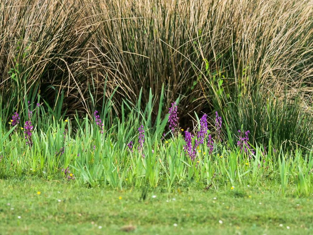 Orchis à fleurs lâches Anacamptis laxiflora (Lam.) R.M.Bateman, Pridgeon & M.W.Chase, 1997