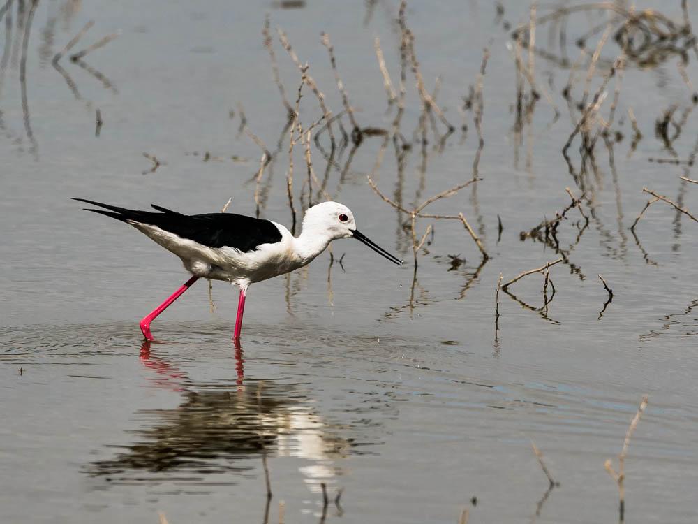 Le Echasse blanche Himantopus himantopus (Linnaeus, 1758)
