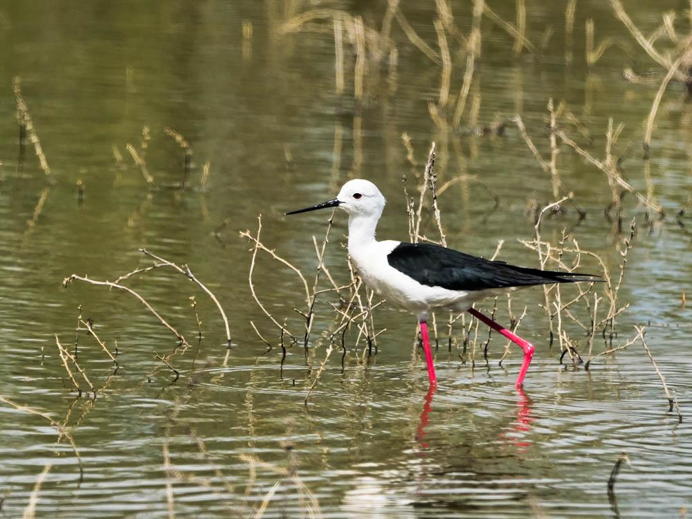 Echasse blanche Himantopus himantopus (Linnaeus, 1758)