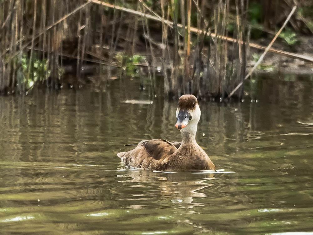Nette rousse Netta rufina (Pallas, 1773)