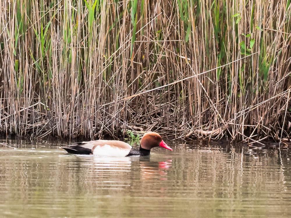 Nette rousse Netta rufina (Pallas, 1773)